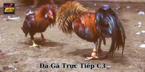 Đá gà trực tiếp C3