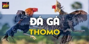 Đá gà trực tiếp thomo