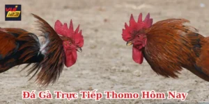 Đá gà trực tiếp Thomo hôm nay